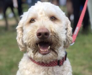 White fluffy dog panting