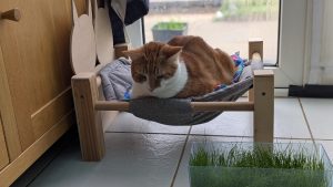 Cat on a hammock