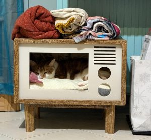 Cat in a tv box