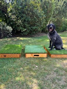 Dog sitting on a dog training board